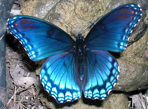 LIMENITIS BUTTERFLY: DISREGUARD THE BACKGROUND