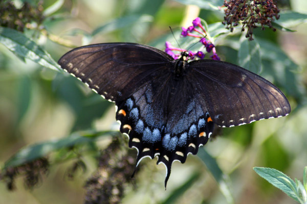BLACK SWALLOWTAIL BUTTERFLY: HAVE BEEN TRYING FOR TWO WEEKS TO CATCH ONE OF THESE.