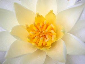 WHITE WATER LILY CENTRO