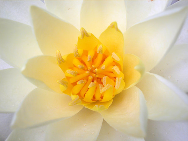 WHITE WATER LILY CENTRO: 