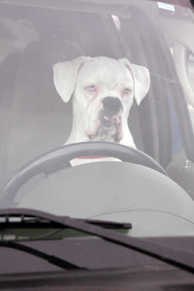 BOXER AT THE WHEEL: BOXER BEHIND THE WHEEL OF AN SUV, WAITING FOR ITS OWNER