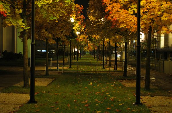 Park avenue at night