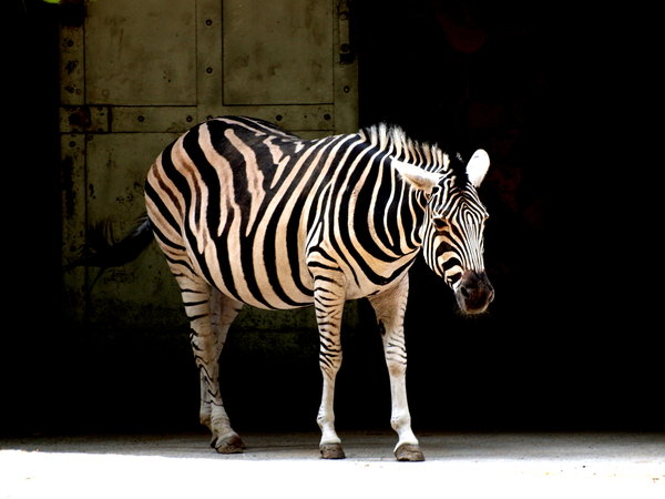 Zebra: 