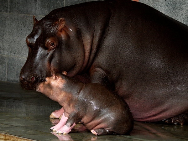 bebé hipopótamo: 