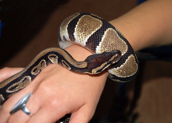 Snake python