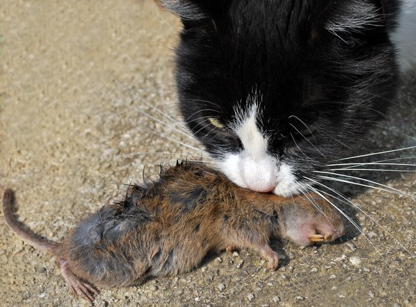 Cat and vole