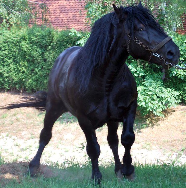 Horse stallion stud