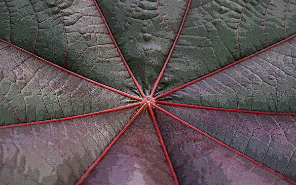 Umbrella leaf