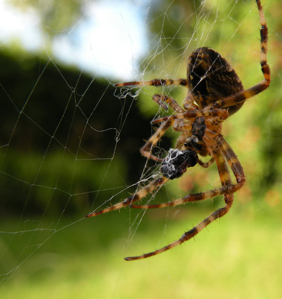 Cross spider on the hunt 3