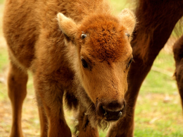 American Bison Baby