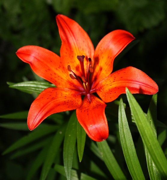 Flower - orange
