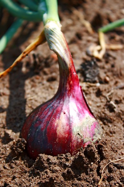 Red onion