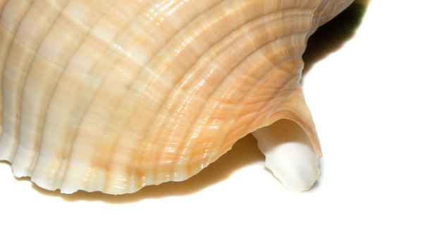 Snail shell closeup 2