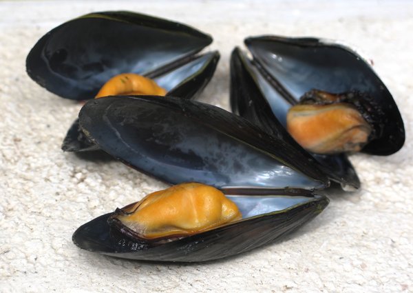 mussels: none