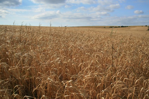 Barley crop: A field of barley (Hordeum vulgare) on the South Downs, West Sussex, England, in summer.