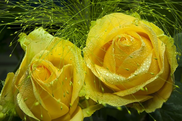yellow macro: wet yellow roses grass macro