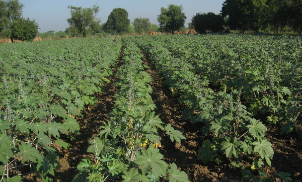 Castor farm 1: Castor farm in Village Savli in Gujarat, India.