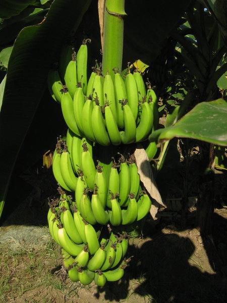 Bananas