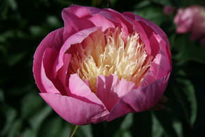 Peony: Summer is here!