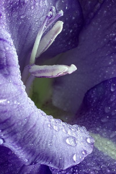 macro dew drops: macro dew drops gladiolus