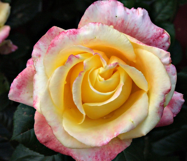 a rose by any other name: a multicoloured garden rose