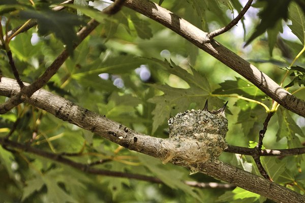 Baby Hummingbirds in a Nest