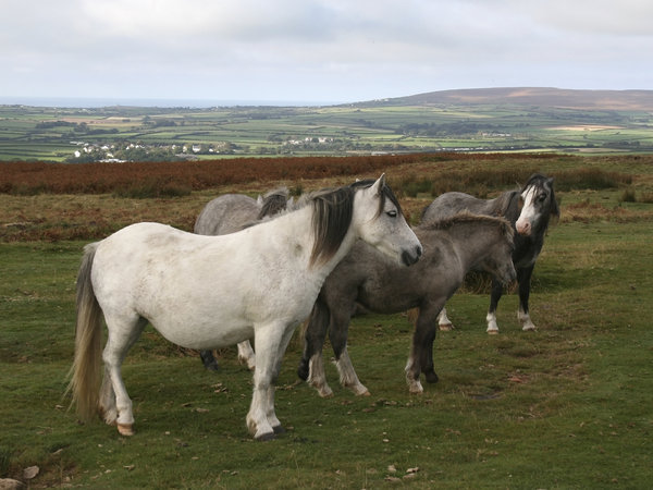 Welsh ponies: Ponies on the Gower, Wales.