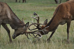 Deers jogam a luta