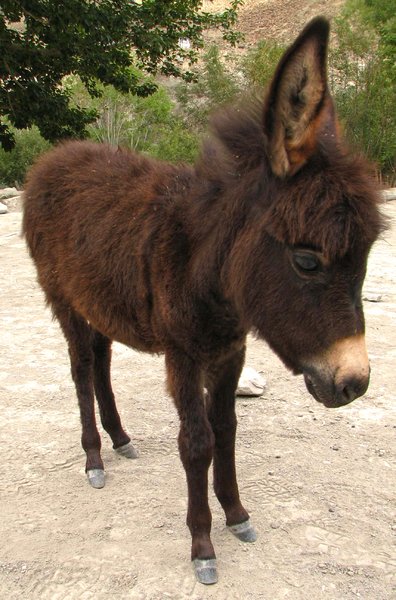 Donkey Foal: no description