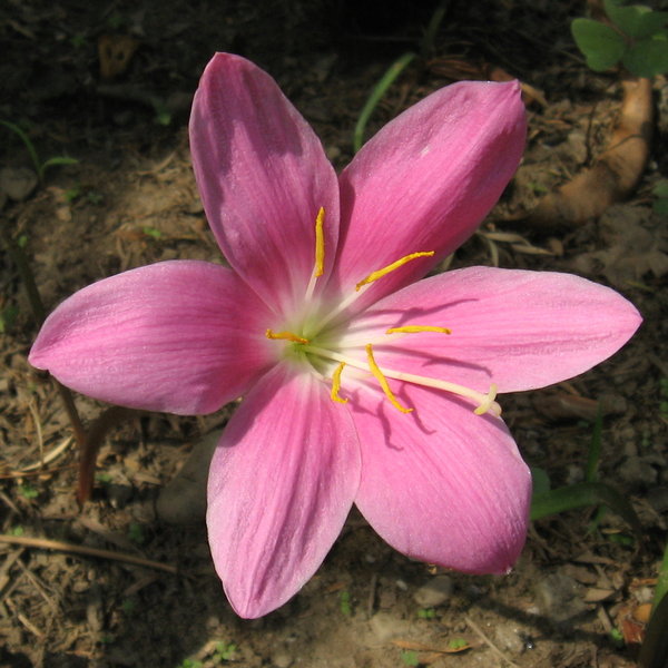 Himalayan flower 1