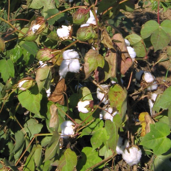 Cotton plants 1