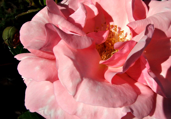 petal pink