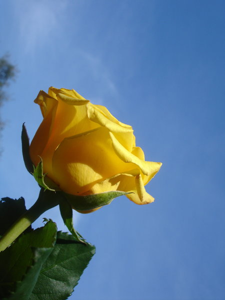 Yellow rose 1