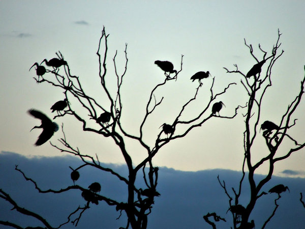 ibis silhouettes