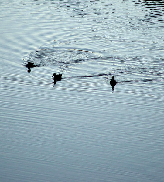 rippling silhouettes