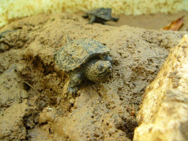 Baby Snapping Turtles