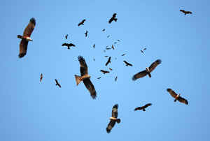 kites in flight