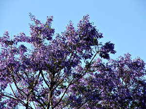 Jacaranda purple