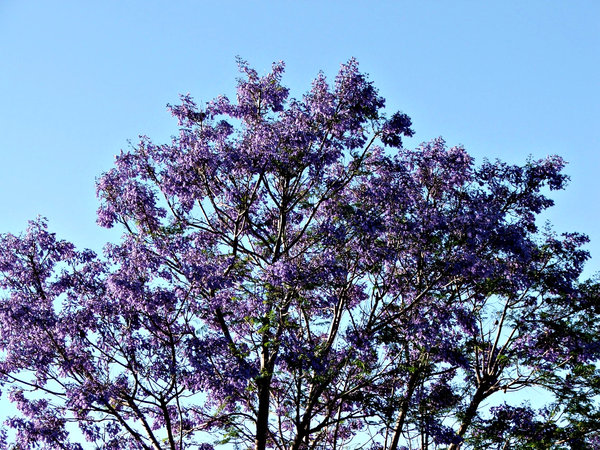 Jacaranda purple