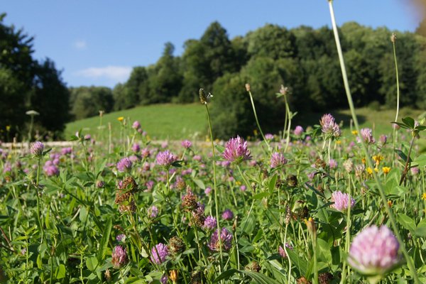 flowering meadow: meadow in mountains - Poland