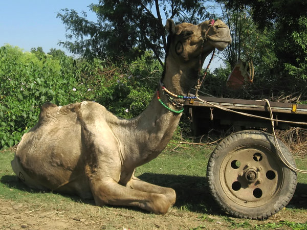 Resting camel