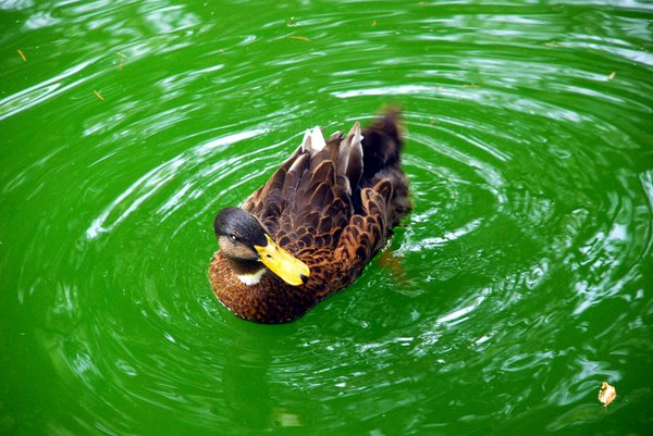 Lake ducks 3