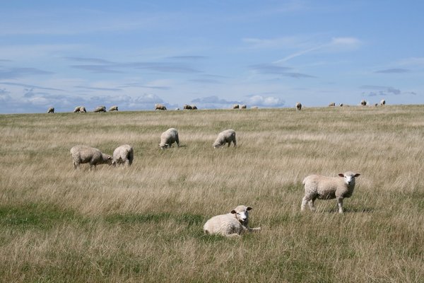 Sheep on the Downs