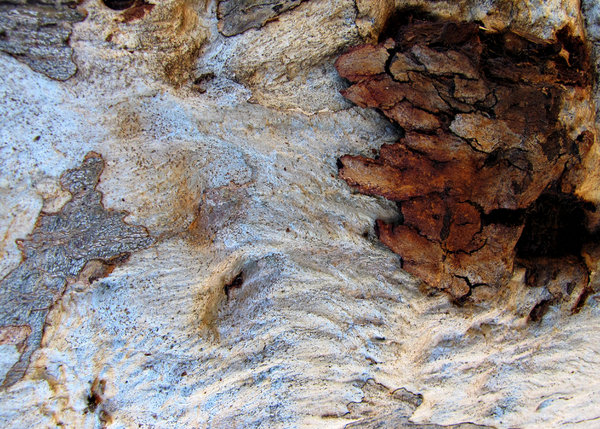 tree trunk textures