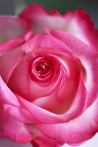 Pink rose: rose macro
