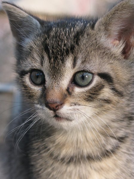 kitten portrait: kitten,cat,pet,pets,animal,grey,little,