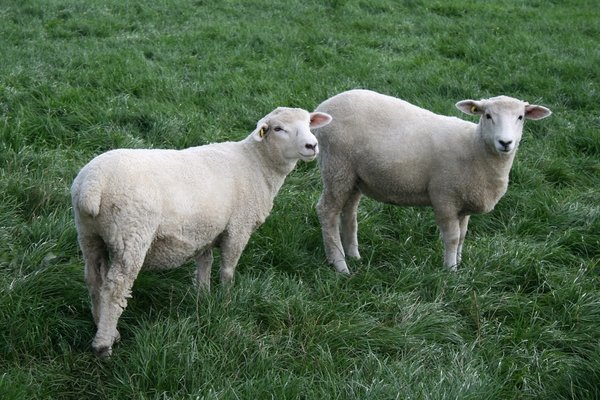 White lambs