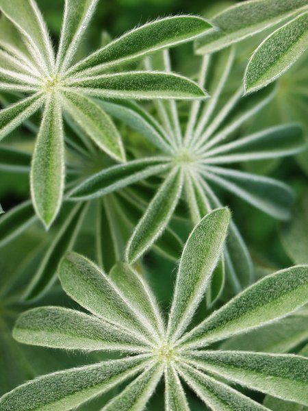 lupin leaves 1