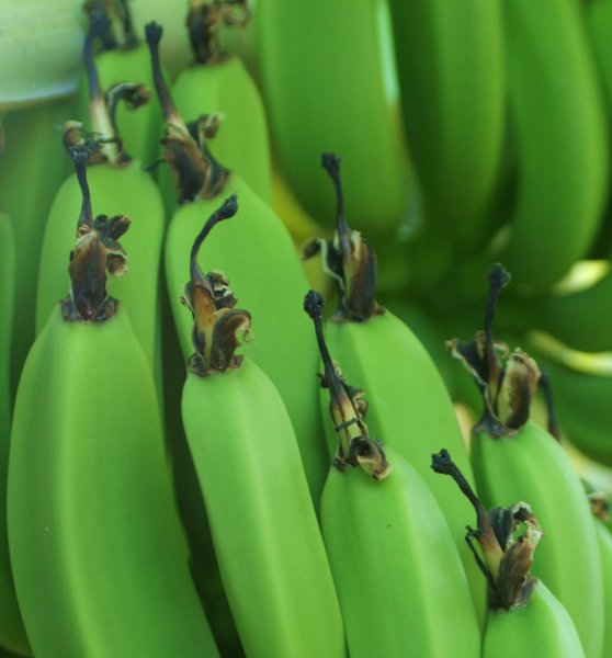  banana bunch