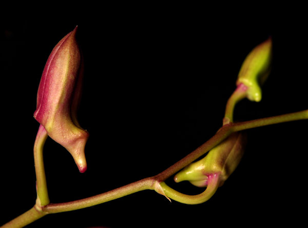 orchid bud 2